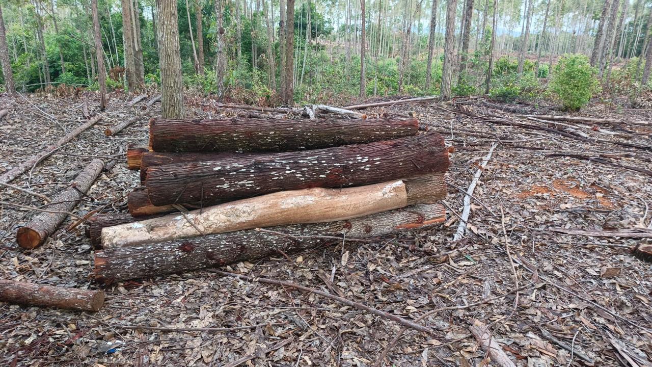 Producción en predio forestal